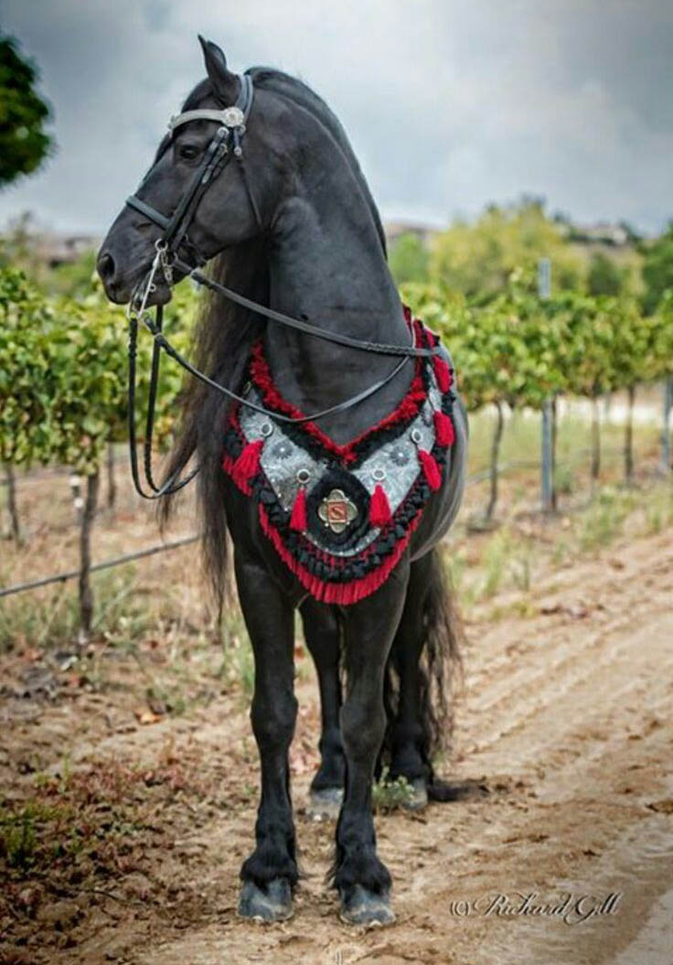 Richard Gill - Equine and Portrait Photography, Texas